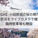 【2024】小田原城の桜の開花や混雑状況をリアルタイムで確認！臨時駐車場も開設