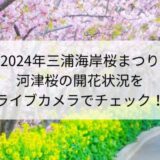 【2024三浦海岸】河津桜の開花状況をライブカメラでチェック！渋滞や駐車場は？
