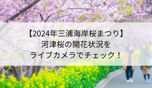 【2024三浦海岸】河津桜の開花状況をライブカメラでチェック！渋滞や駐車場は？